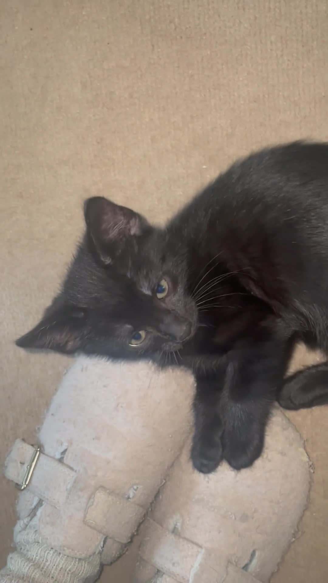 British Shorthair cats for sale: Cute, black kitty  in Washington - Video 1