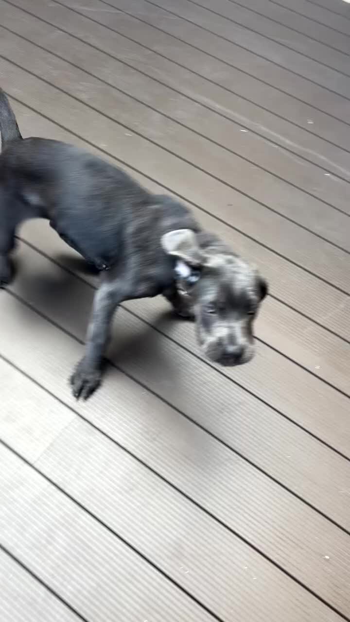 Cane Corso dogs for sale: Cane Corse Female  - Video 4