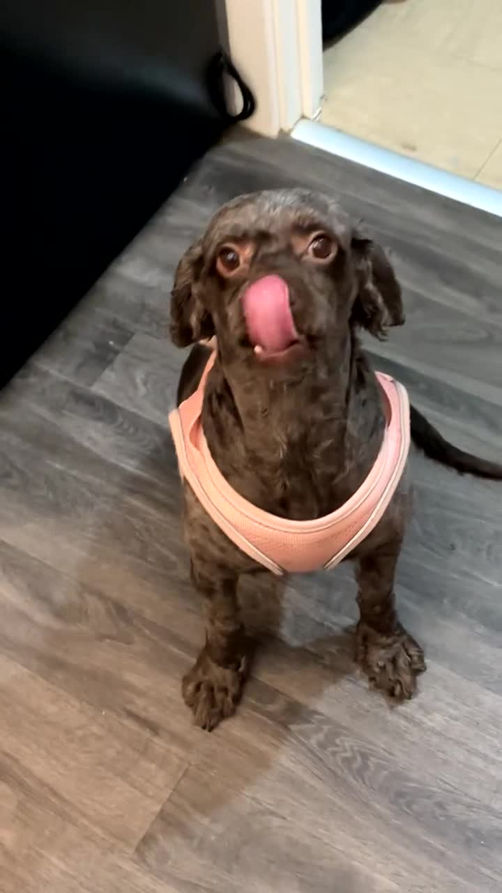 Cockapoo dogs for sale: Cockapoo - Video 1