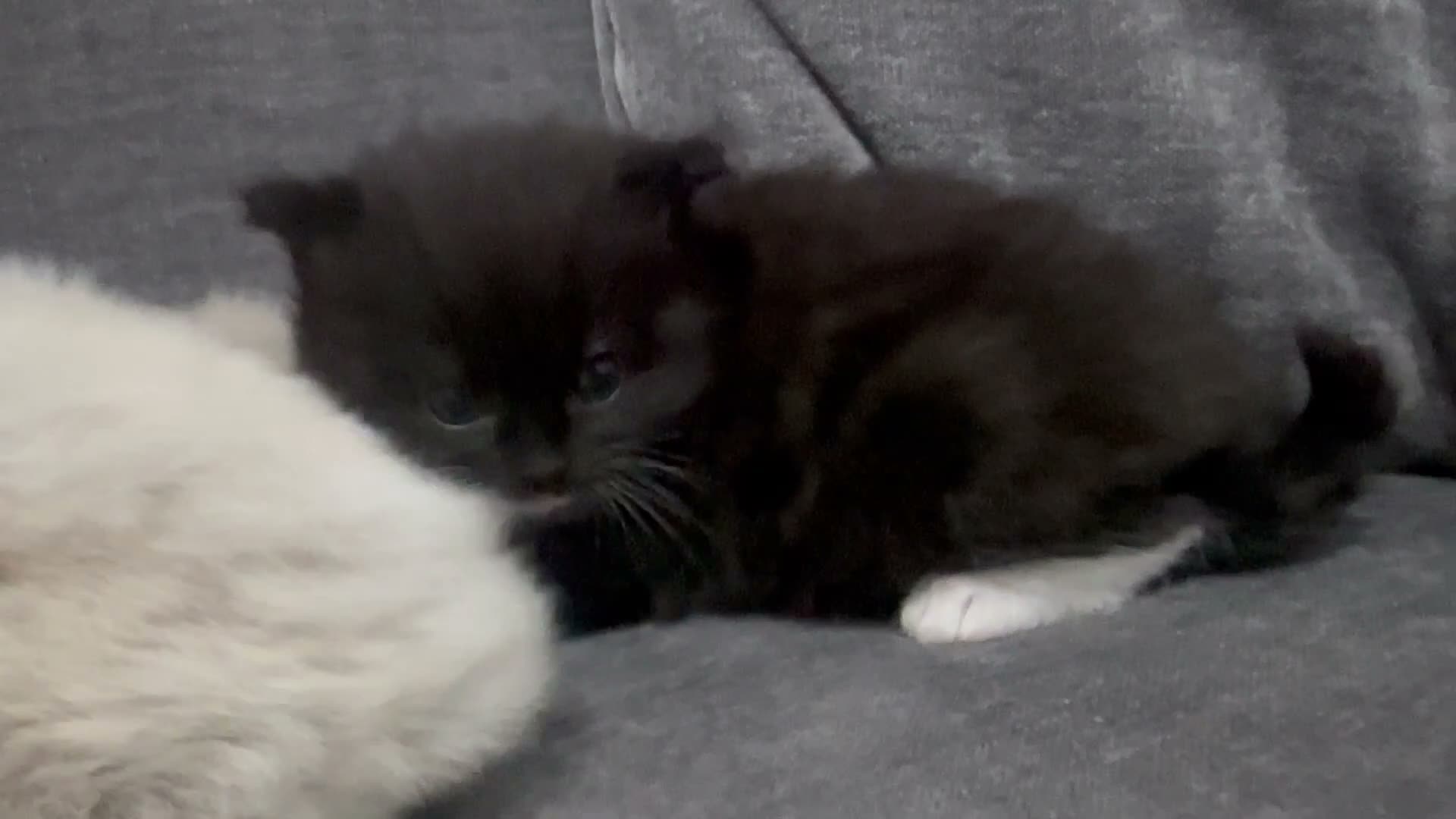 Ragdoll cats for sale: Stunning 3/4 Ragdolls Kittens - Video 4