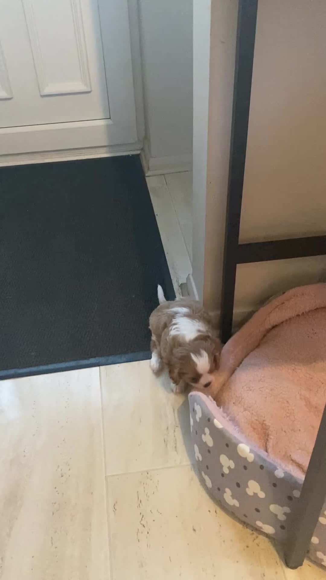 Cavalier King Charles Spaniel dogs for sale: Cavalier King Charles Spaniel boy - Video 2