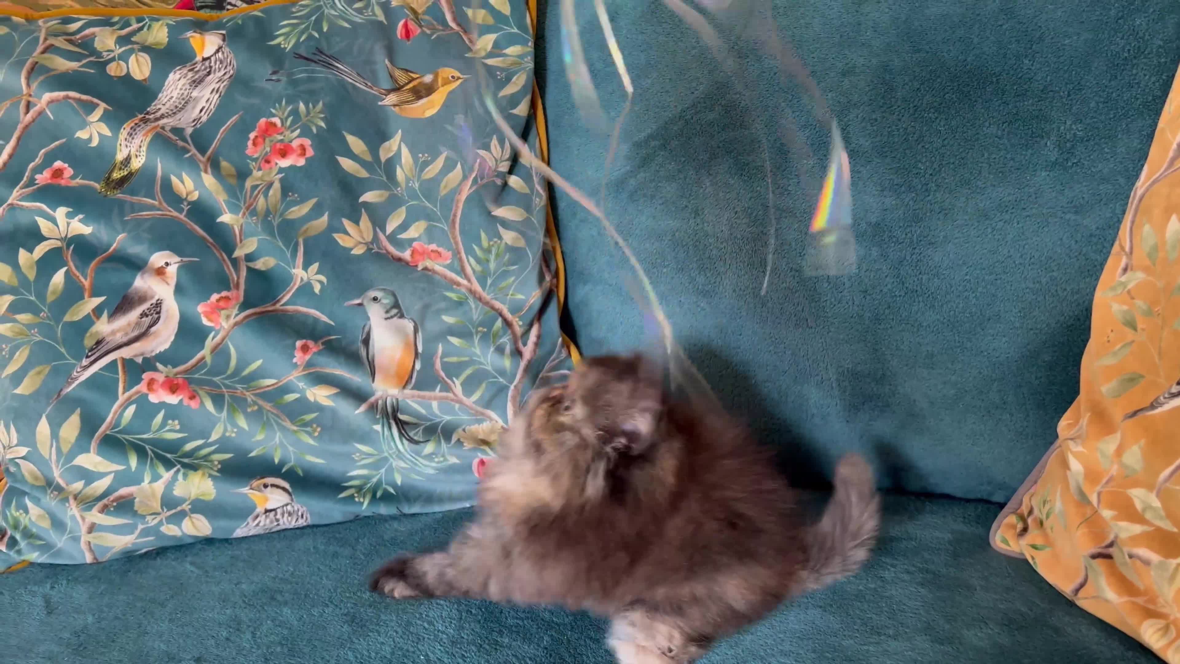 Persian cats for sale: Beautiful Persian Brother & 2 Sisters Available  - Video 2