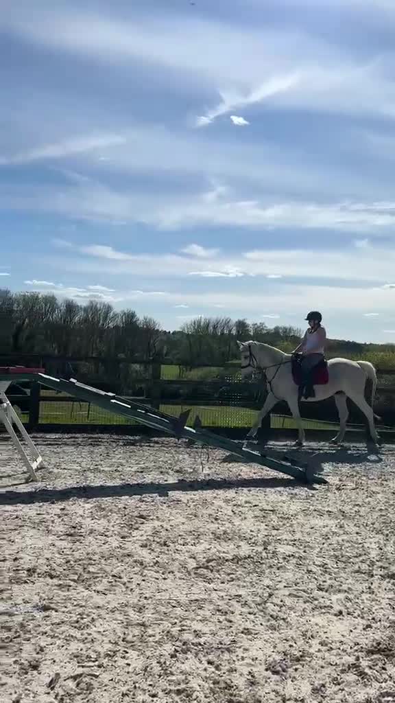 Irish Sports horses for sale: A beautiful handsome boy looking for new home  - Video 2