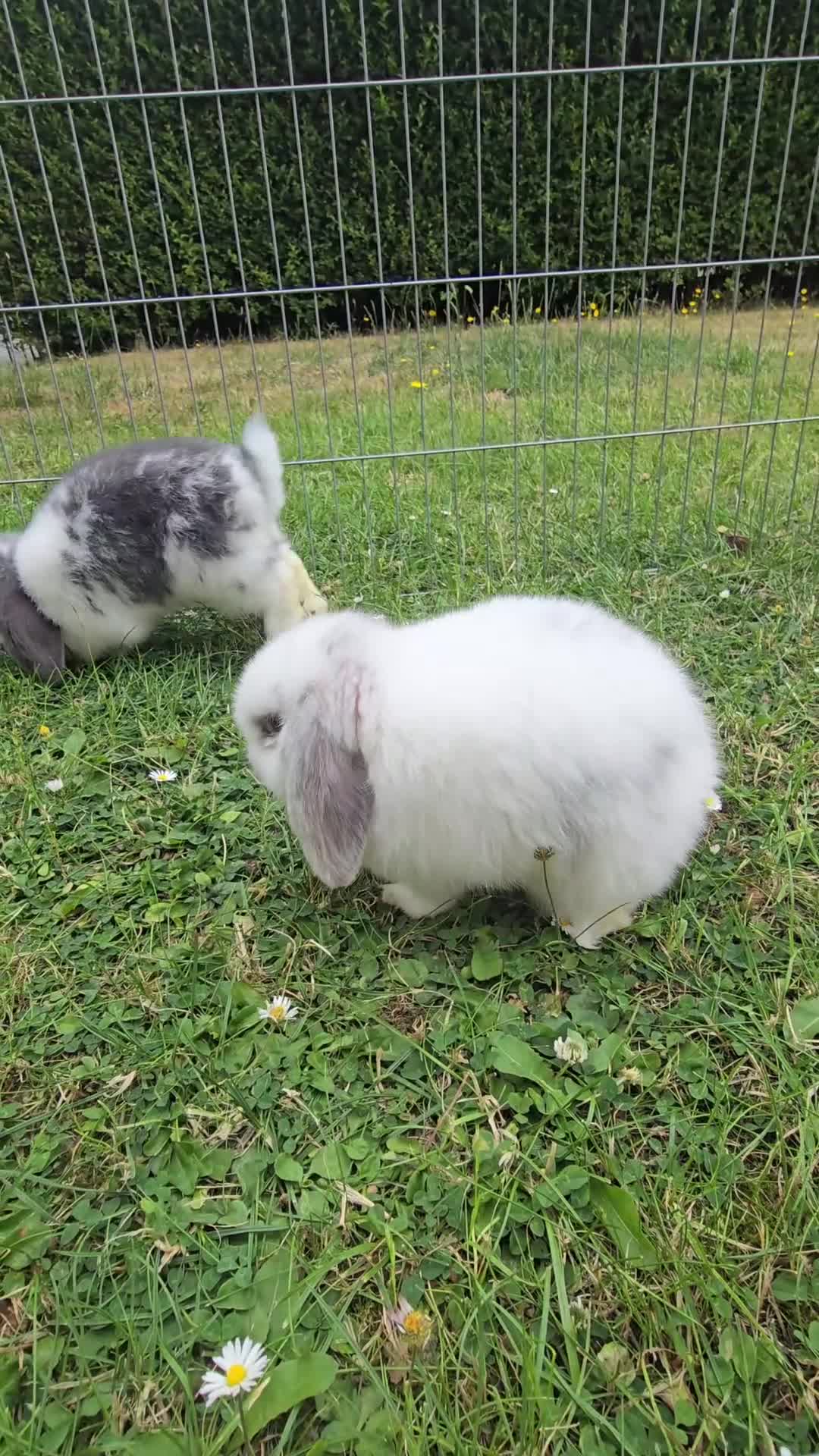 Mini Lop rabbits for sale: Mini Lops **2x boys left** - Video 1
