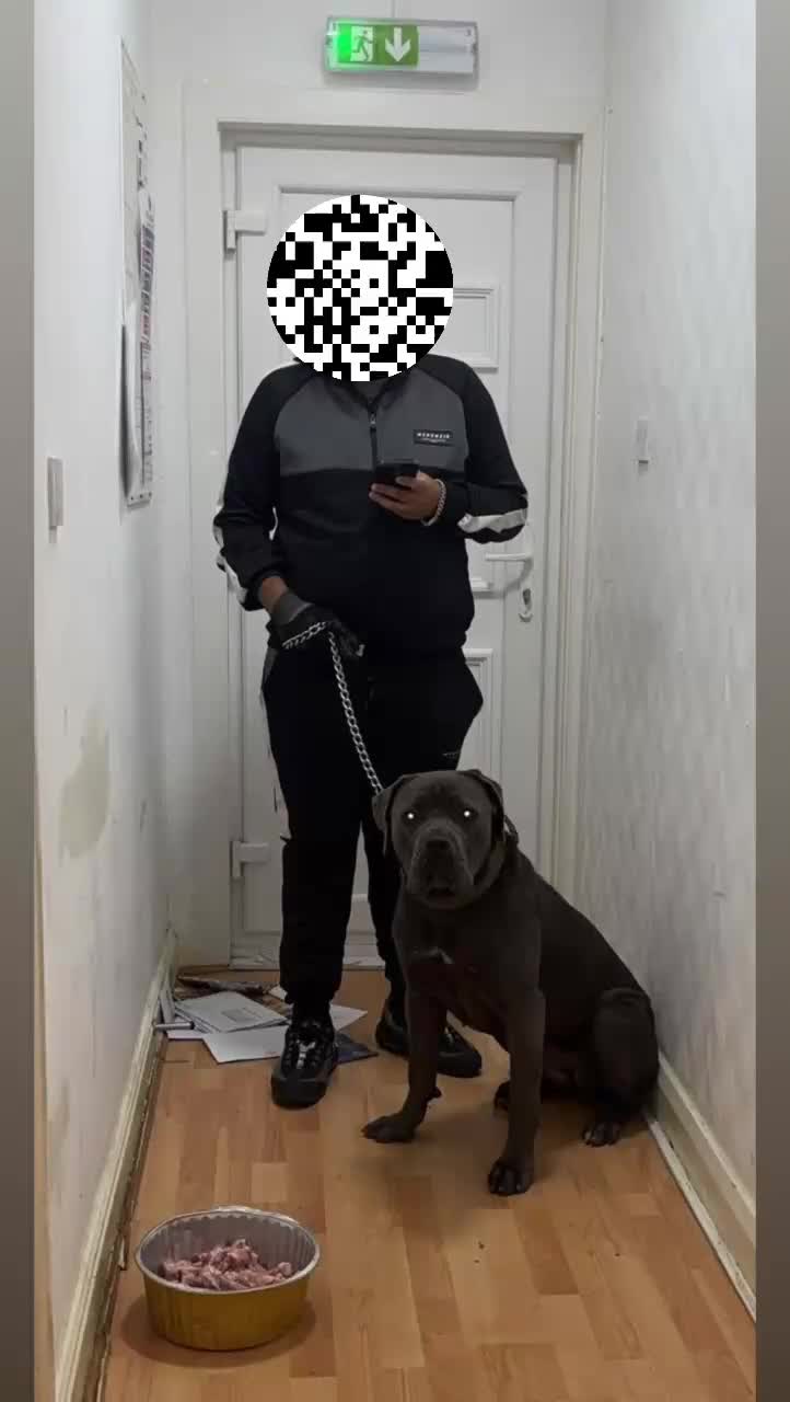 Cane Corso dogs for sale: Female Cane Corso - Video 1