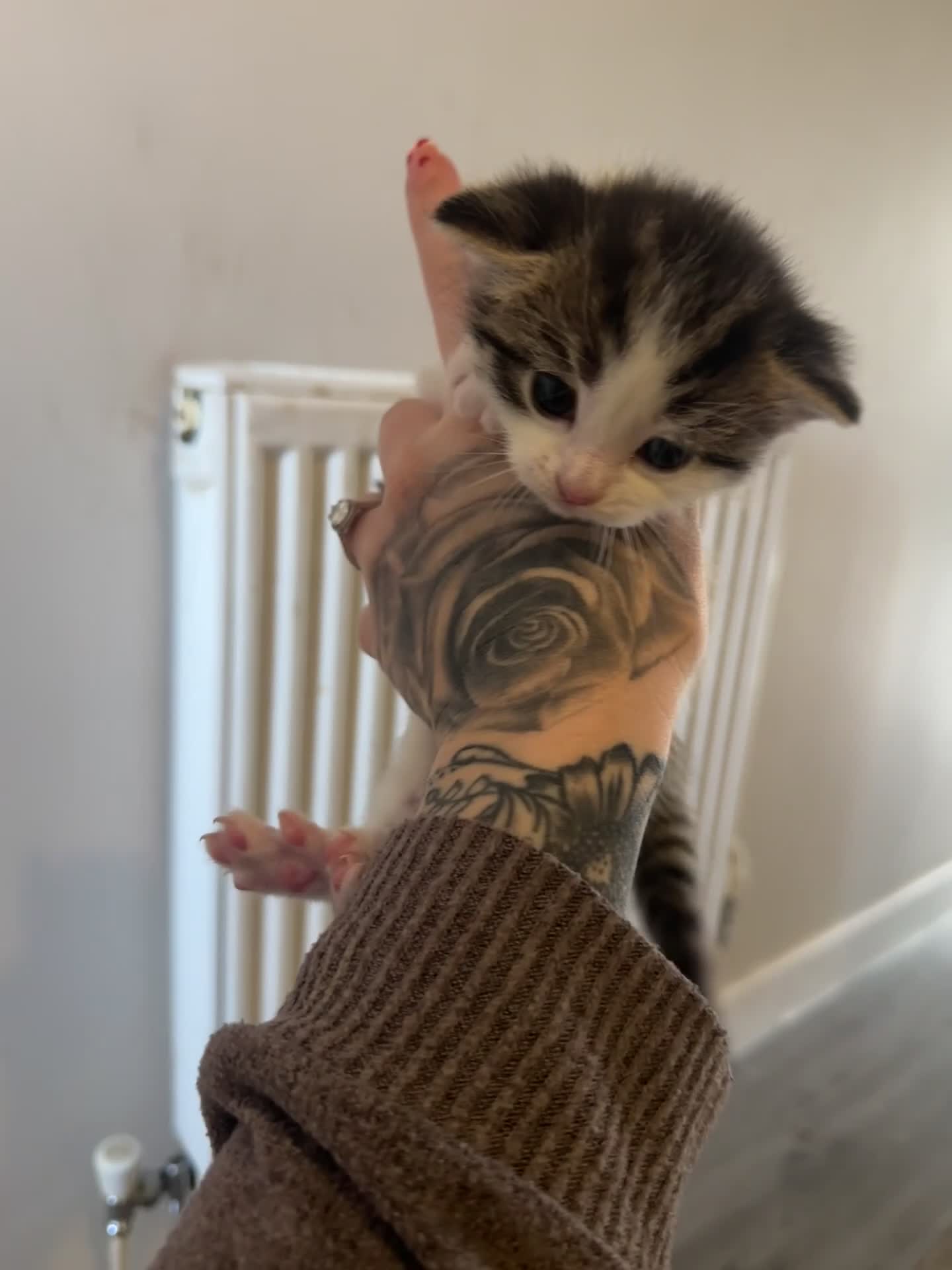 British Shorthair cats for sale: LAST BOY AVAILABLE ✨🩵  - Video 1