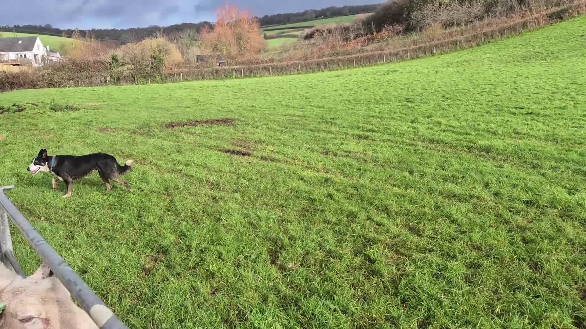 Border Collie dogs for sale: Tucker 13 month old collie - Video 1