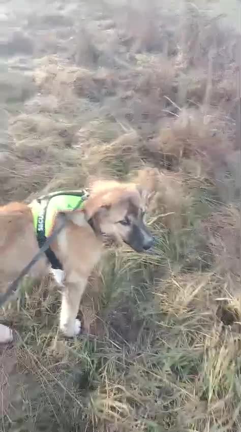 Mixed Breed dogs for adoption: 🐾CHARLIE & RUDY – a Bonded PAIR for a Loving HOME - Video 2