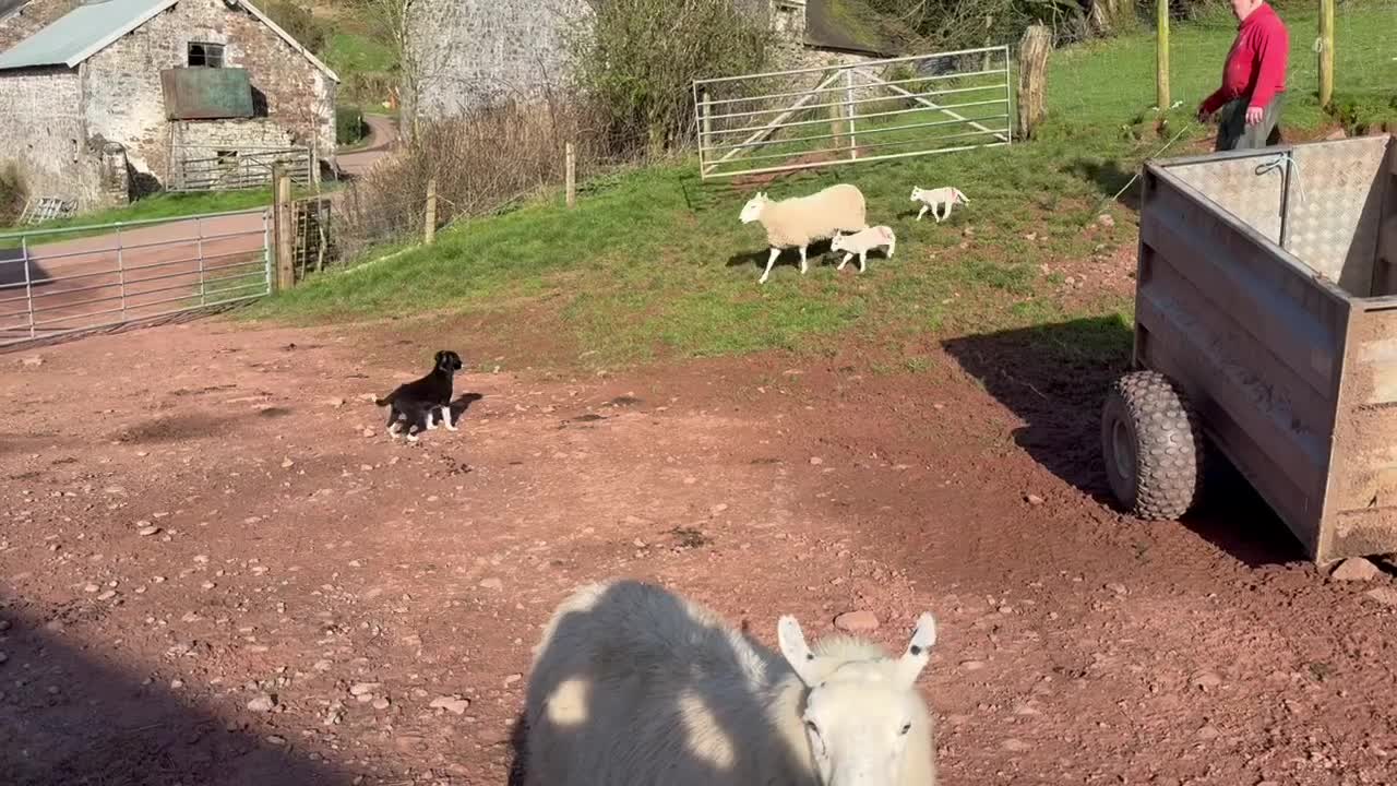 Mixed Breed dogs for sale: Sheepdog Puppy  - Video 1