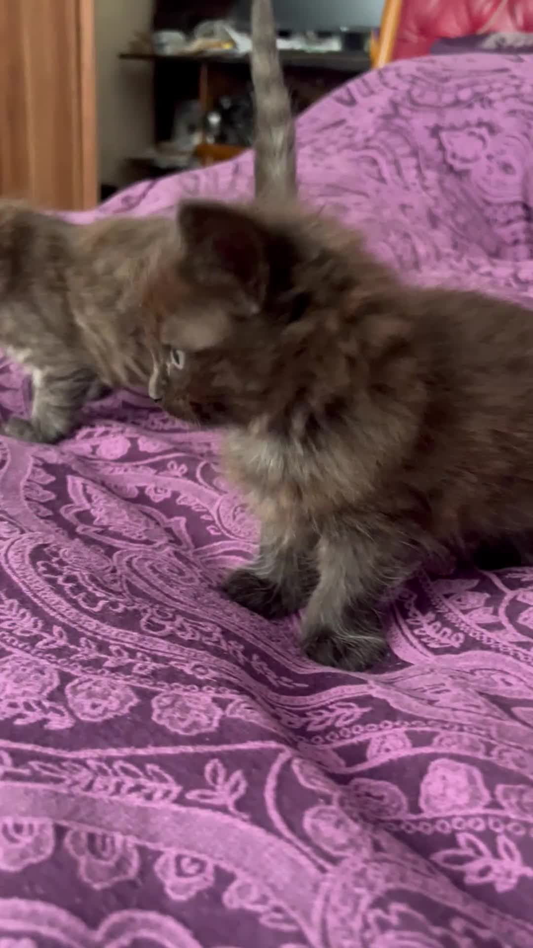 Ragdoll cats for sale: 🥰🥰🥰 - Video 1