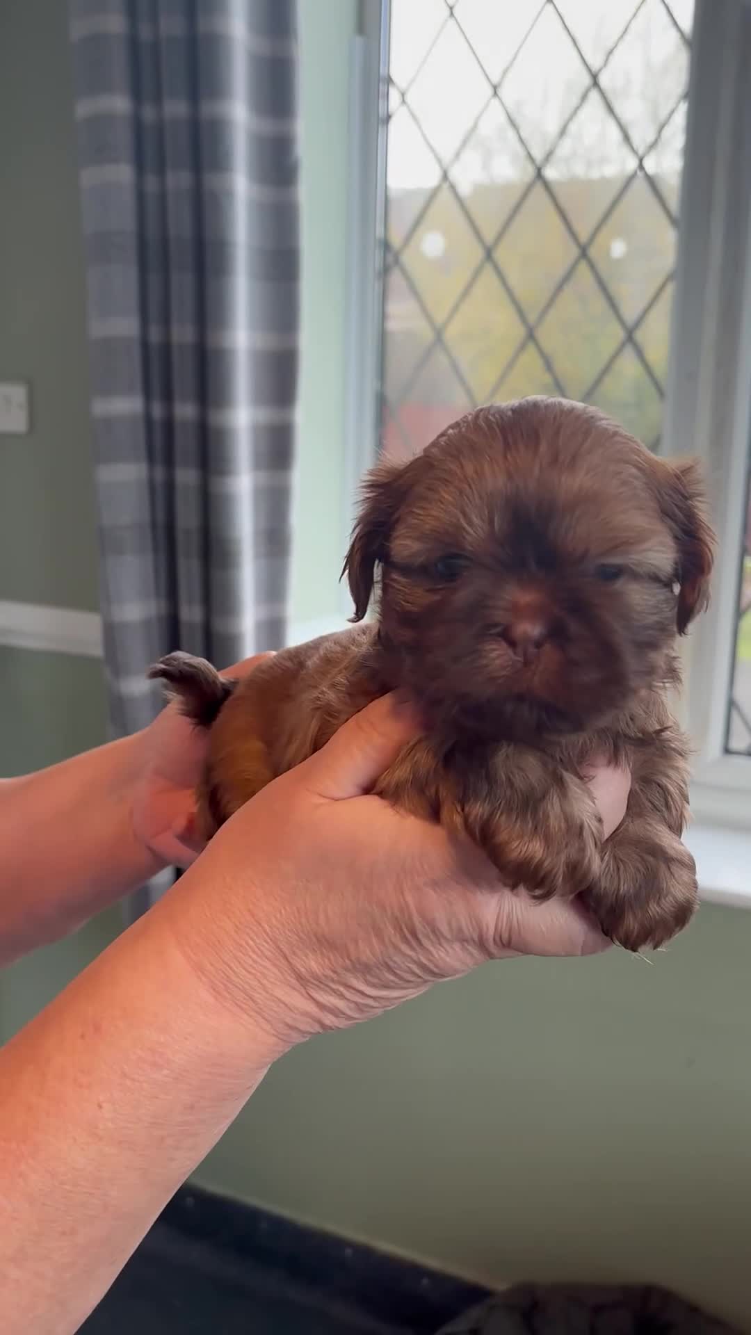 Shih Tzu dogs for sale: Kc reg adorable girls  - Video 1