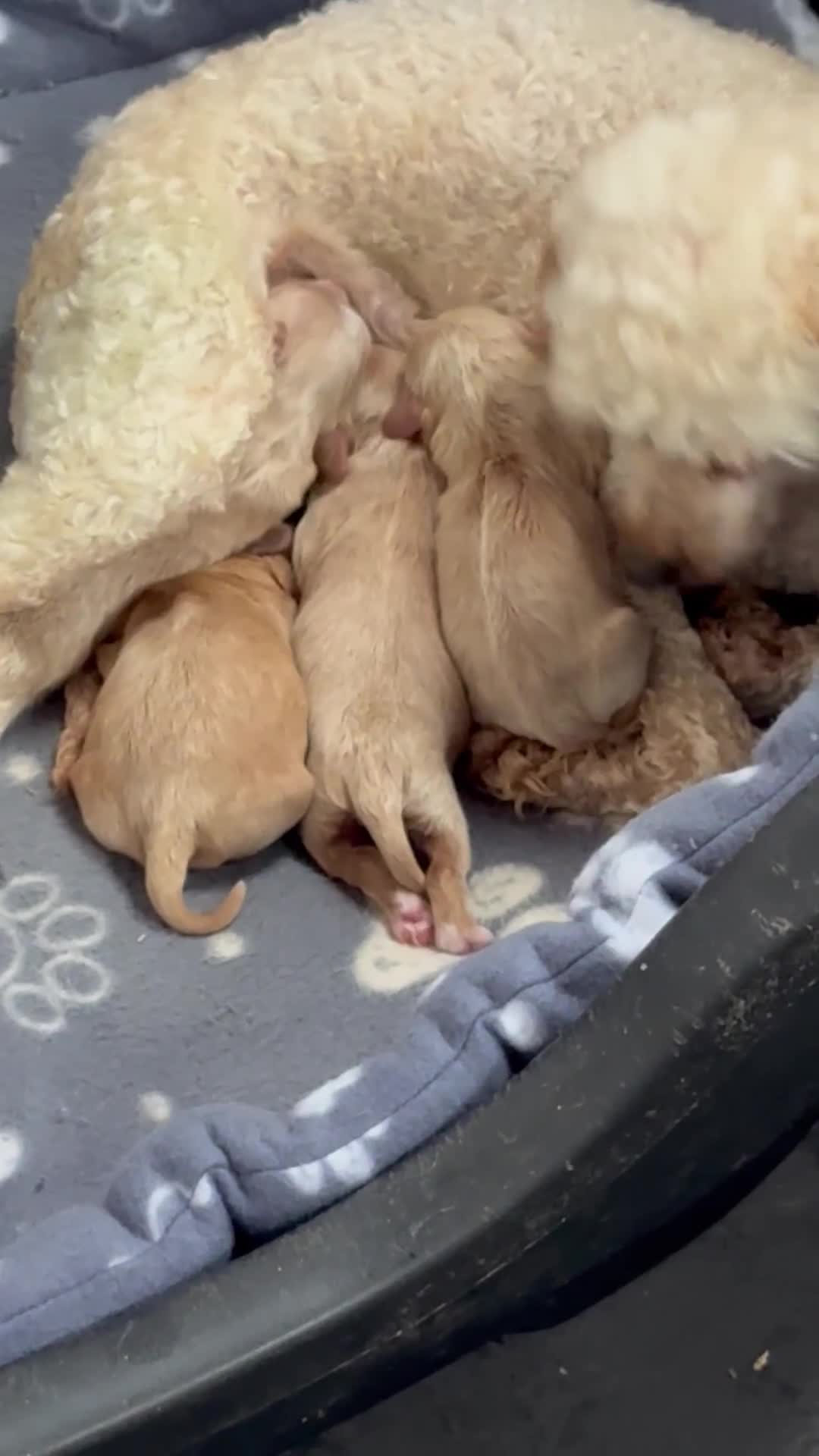 Cavapoo dogs for sale: Stunning F1 Cavapoos Females  - Video 1