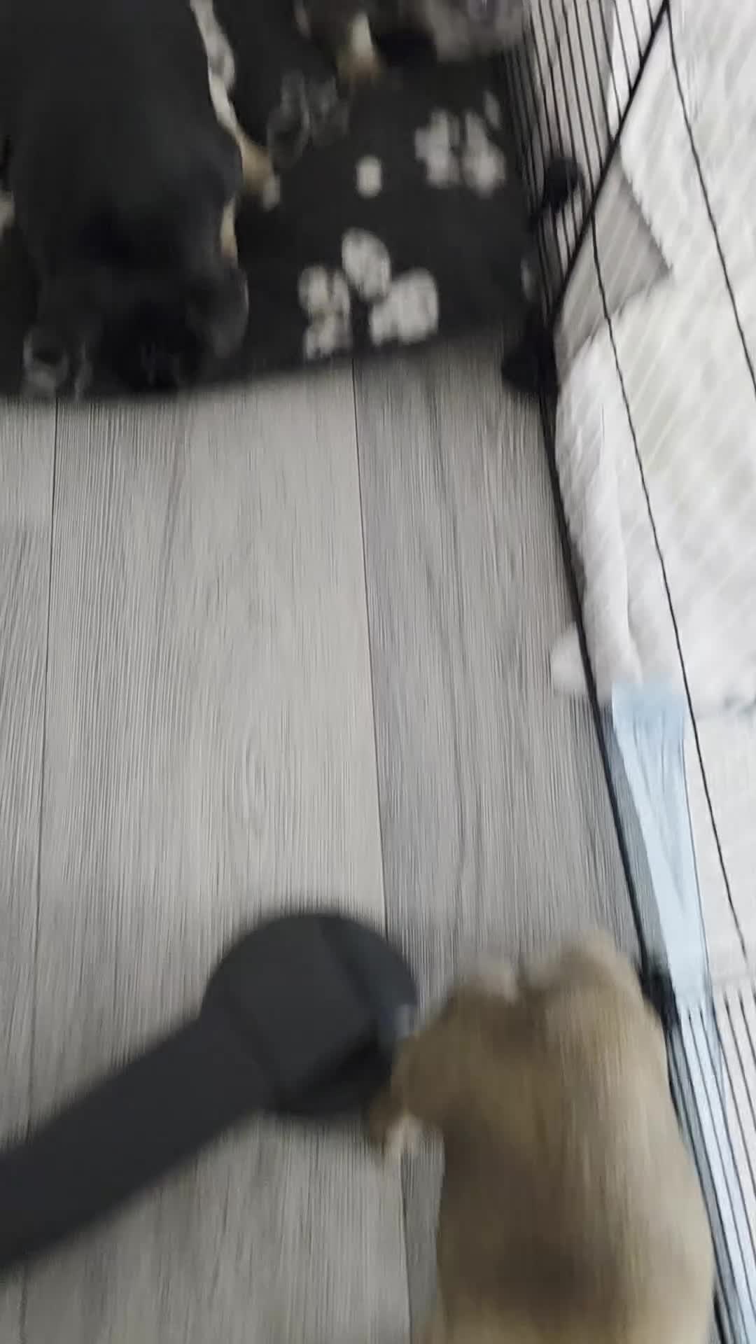 French Bulldog dogs for sale: French bulldog  - Video 1