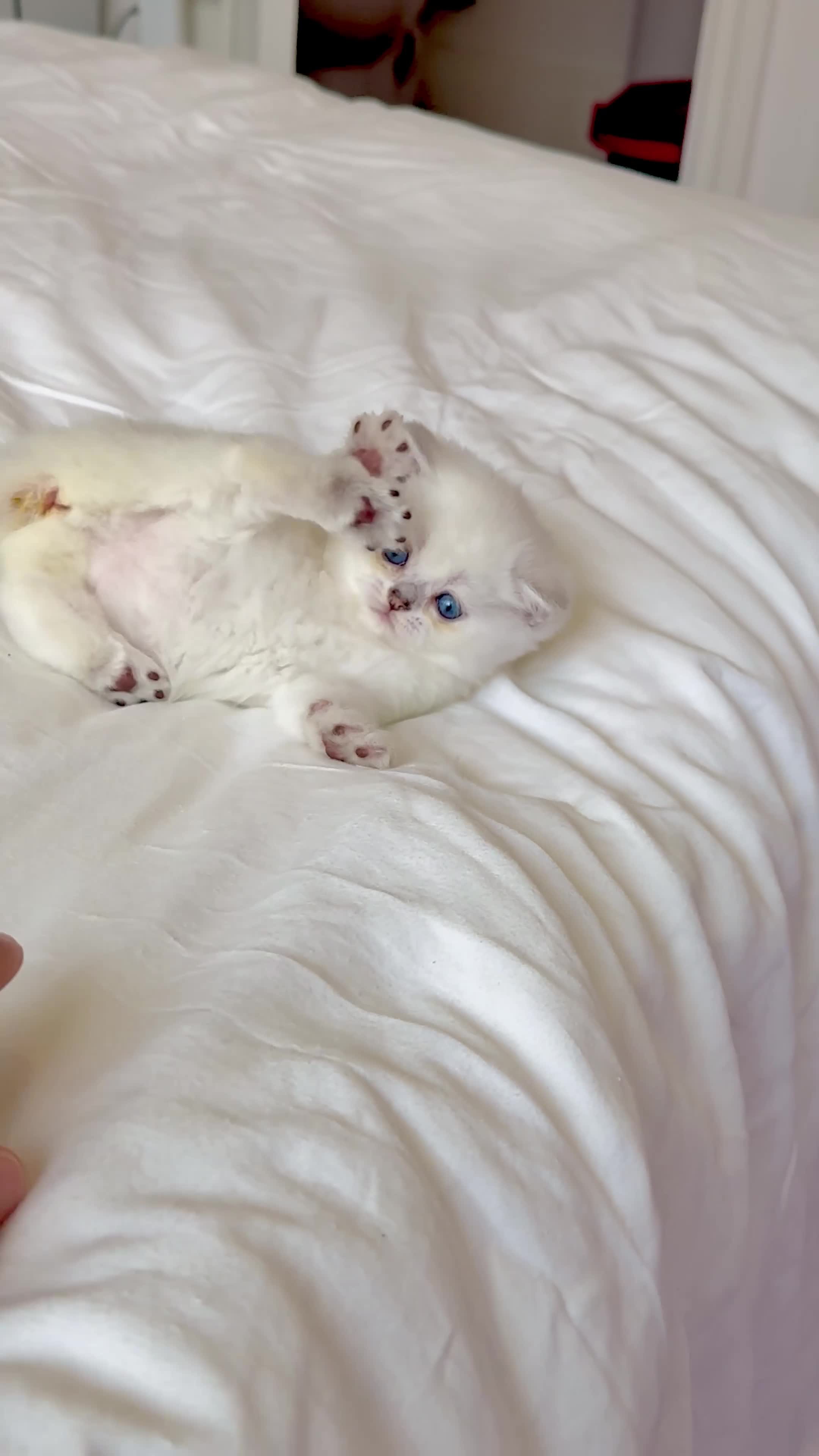 Scottish Fold cats for sale: Beautiful Scottish Fold Kittens Ready to leave  - Video 1