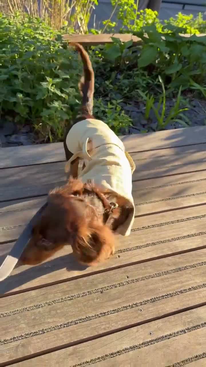 Miniature Dachshund dogs for stud: KC Registered Miniature Long-Haired Dachshund in London - Video 1