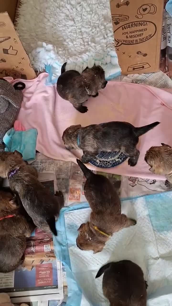 Cairn Terrier dogs for sale: Stunning pedigree litter bred from champion cairns - Video 3