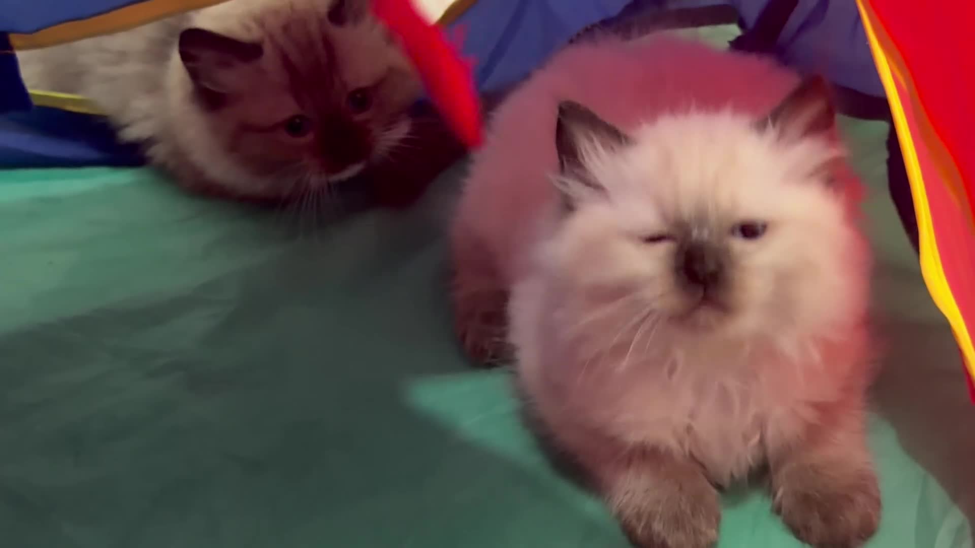 Ragdoll cats for sale: Ragdoll girl - Champ bloodlines   - Video 1
