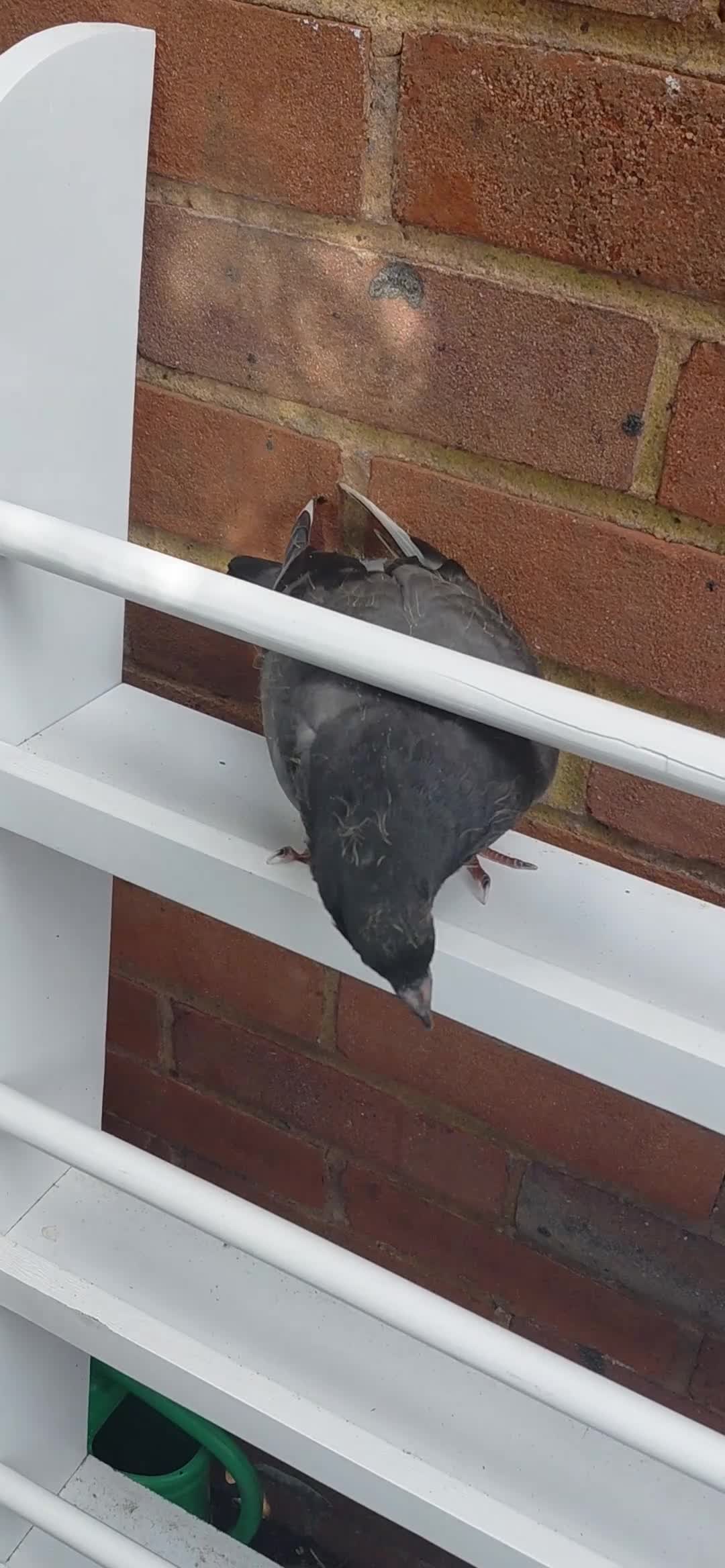 Pigeons birds for sale: 4 weeks old A Pretty little pigeon (free) - Video 2
