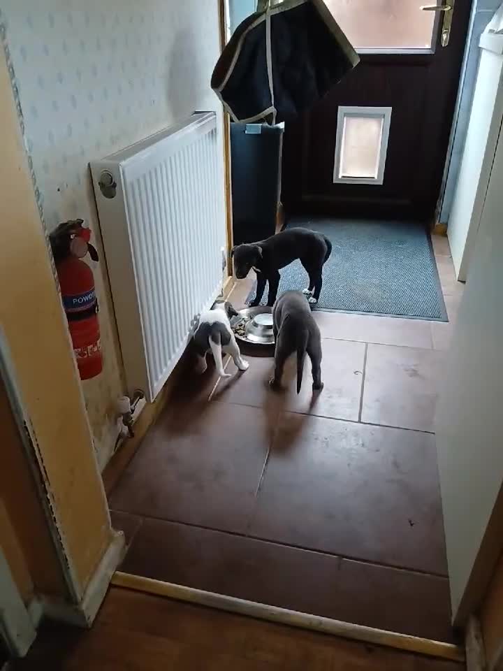 Whippet dogs for sale: Beautiful blue whippet puppy - Video 3