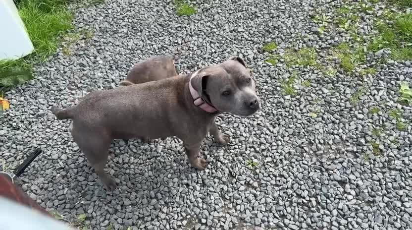 Staffordshire Bull Terrier dogs for sale: KC Registered Staffy Puppy (Last Girl!) - Video 4
