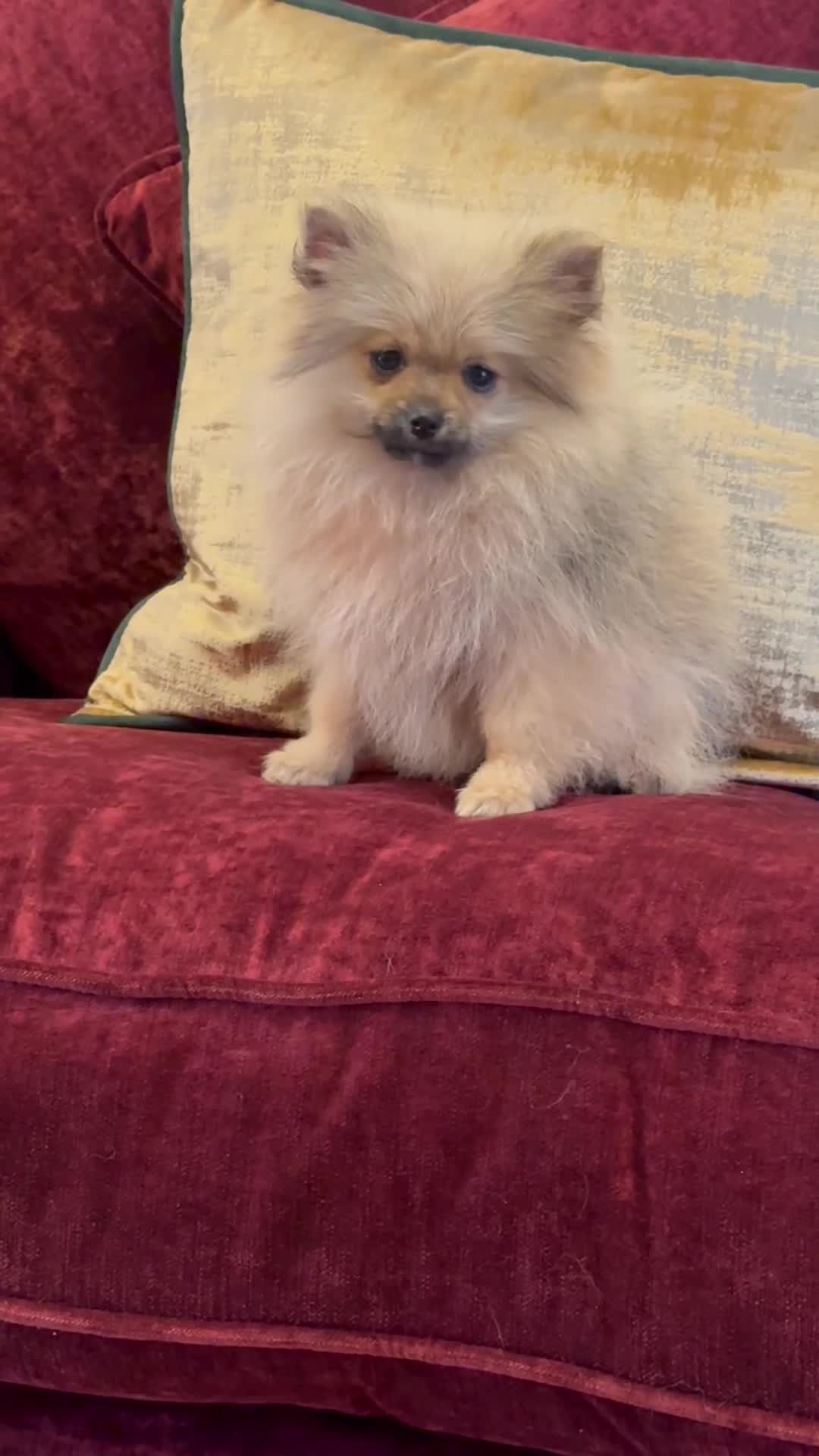 Pomeranian dogs for sale: Beautiful sable Boy Ready Now - Video 2