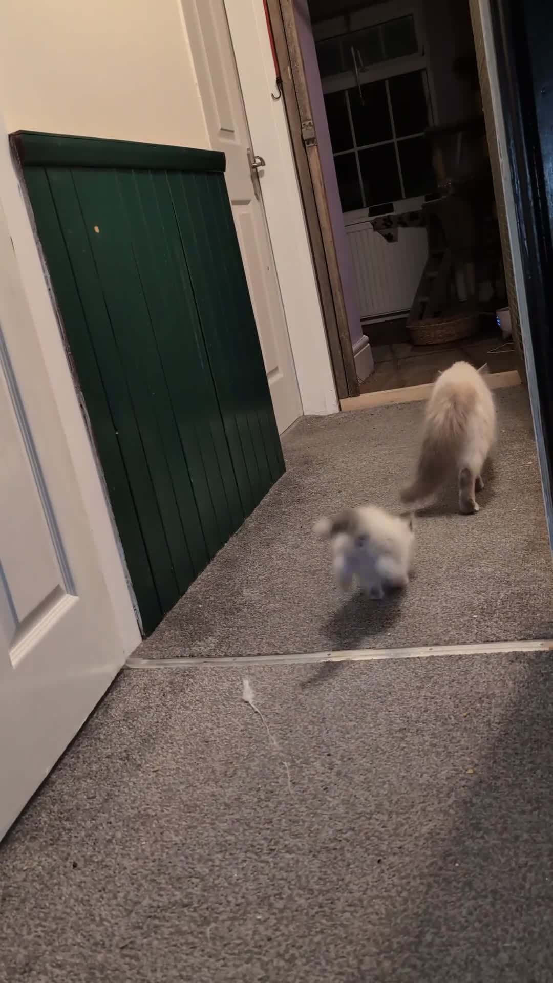 Ragdoll cats for sale: Ready for New Homes. Tortie and tabby ragdolls - Video 2