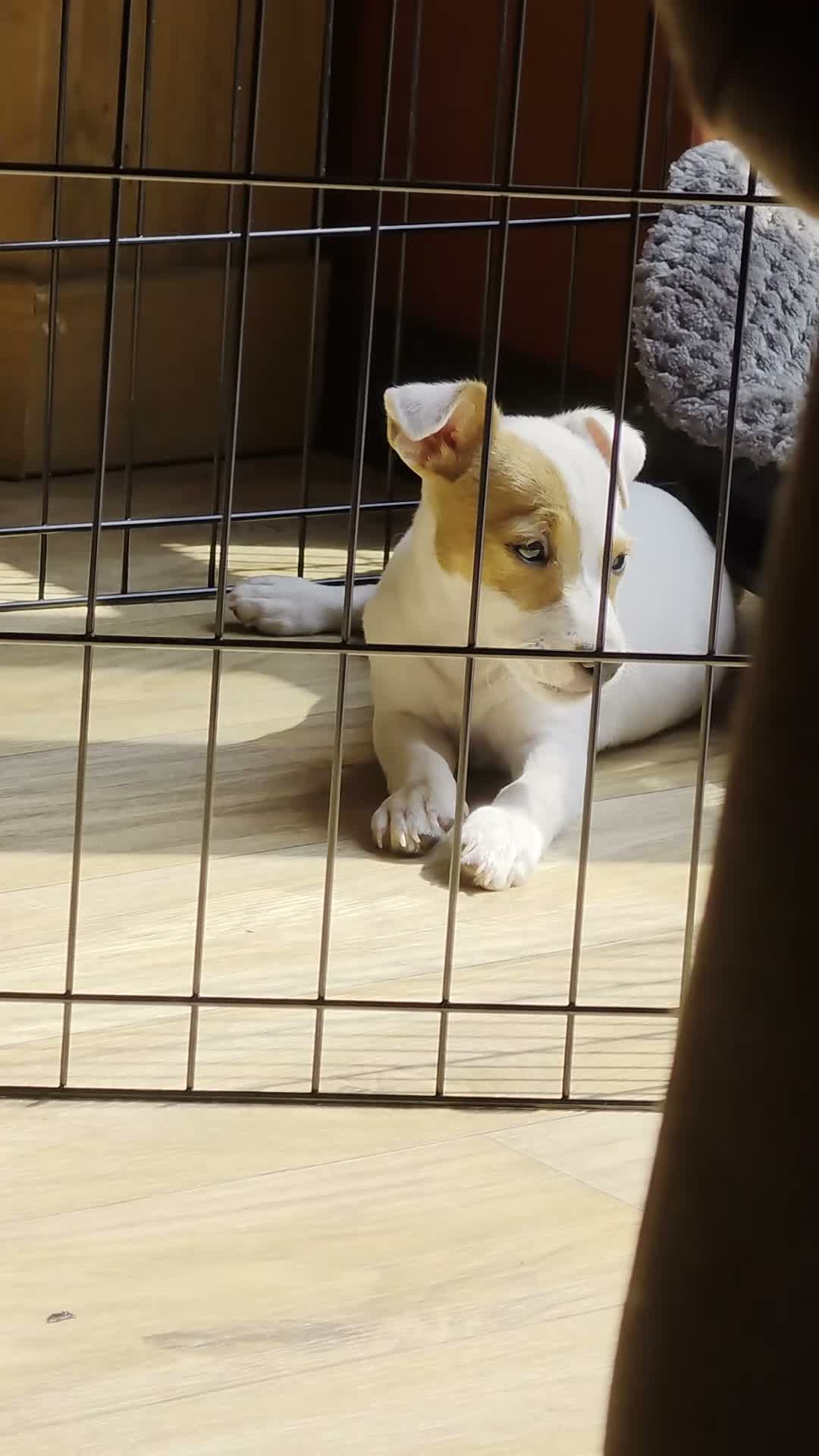 Jack Russell dogs for sale: Jack Russell bitch  in Burton-on-Trent - Video 3