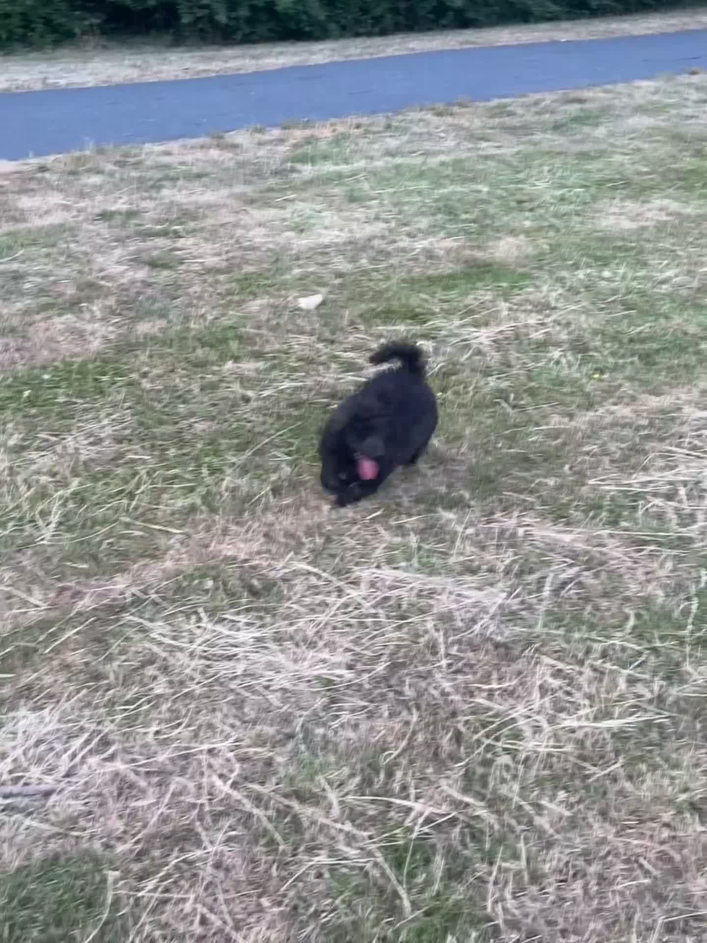 Mixed Breed dogs for sale: Miniature poodle boy in Peterborough - Video 1