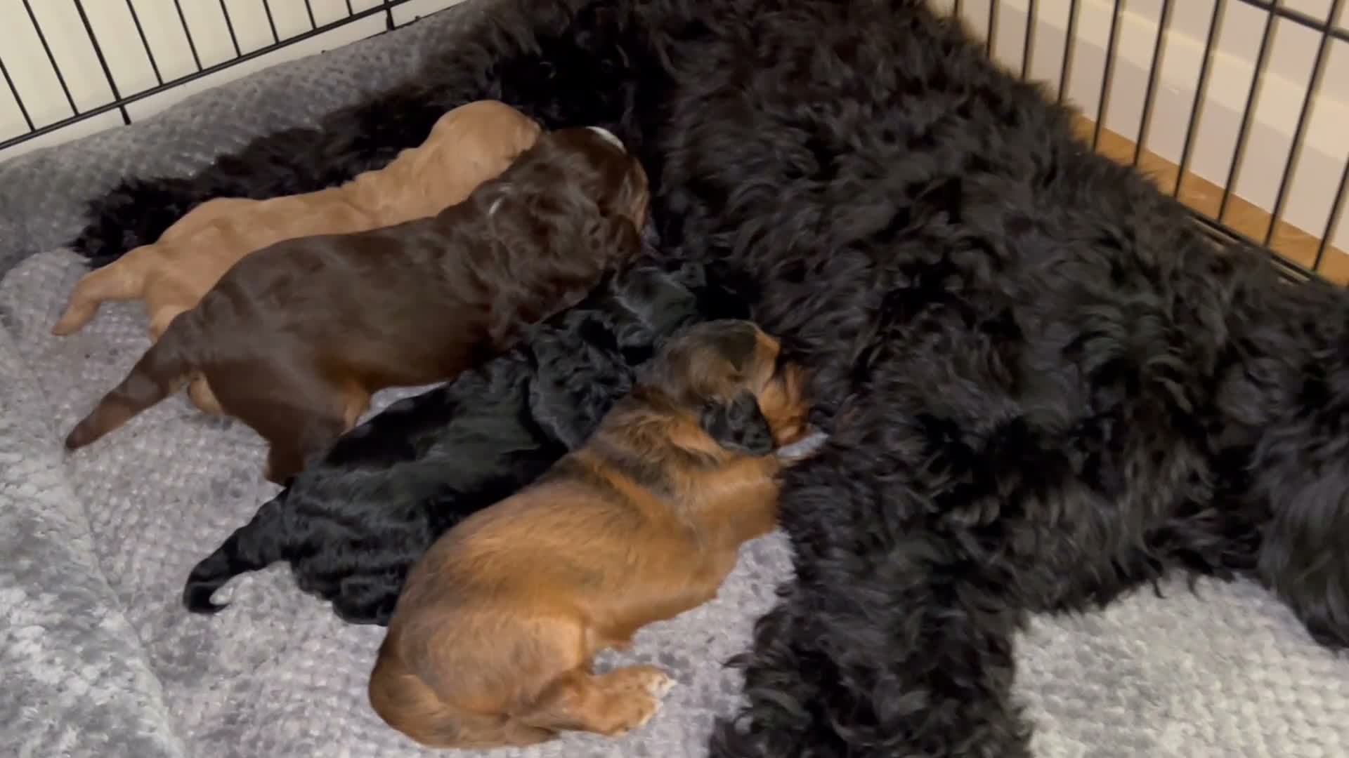 Cockapoo dogs for sale: Beautiful F1xF2 Cockapoo Puppies-Loving home £1400 in Colyton - Video 2