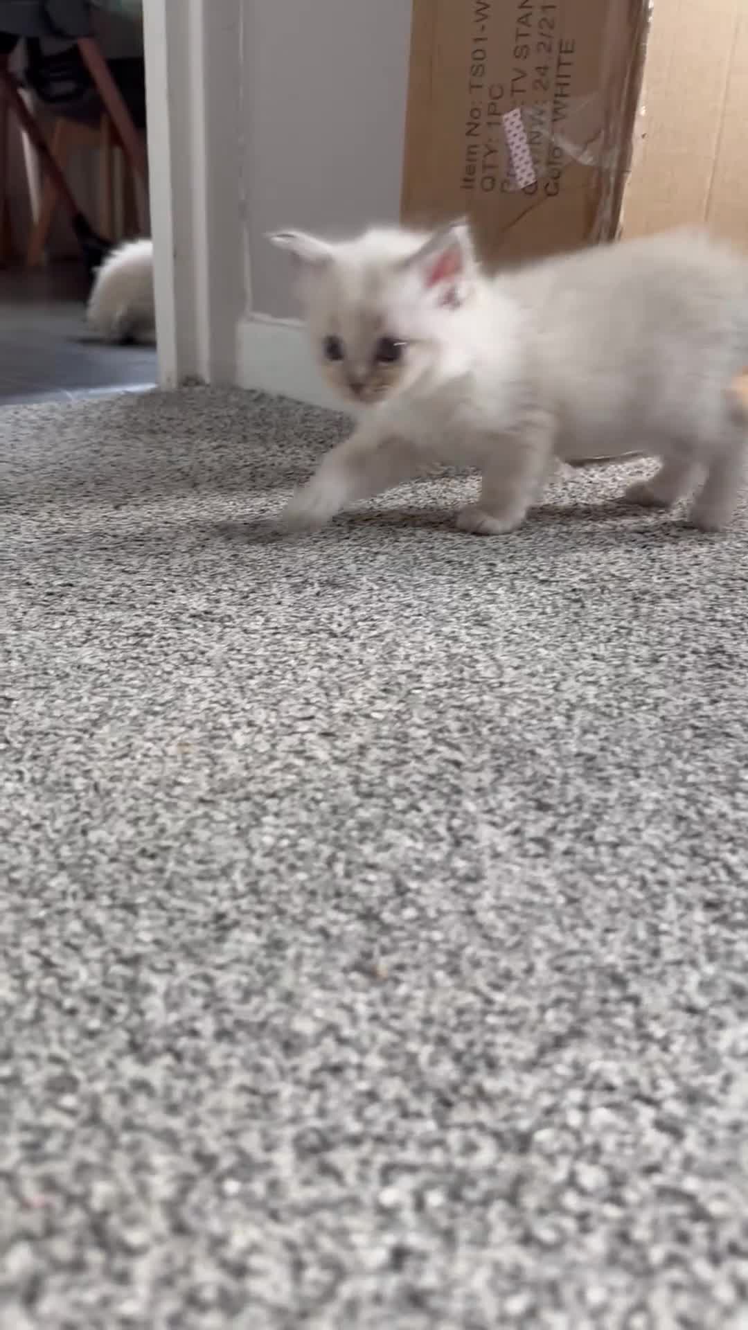 Ragdoll cats for sale:     Stunning Ragdoll Kittens - Video 4