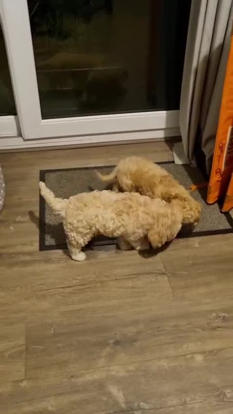 Cavapoo dogs for sale: Beautiful litter of Cavapoo puppies - Video 1