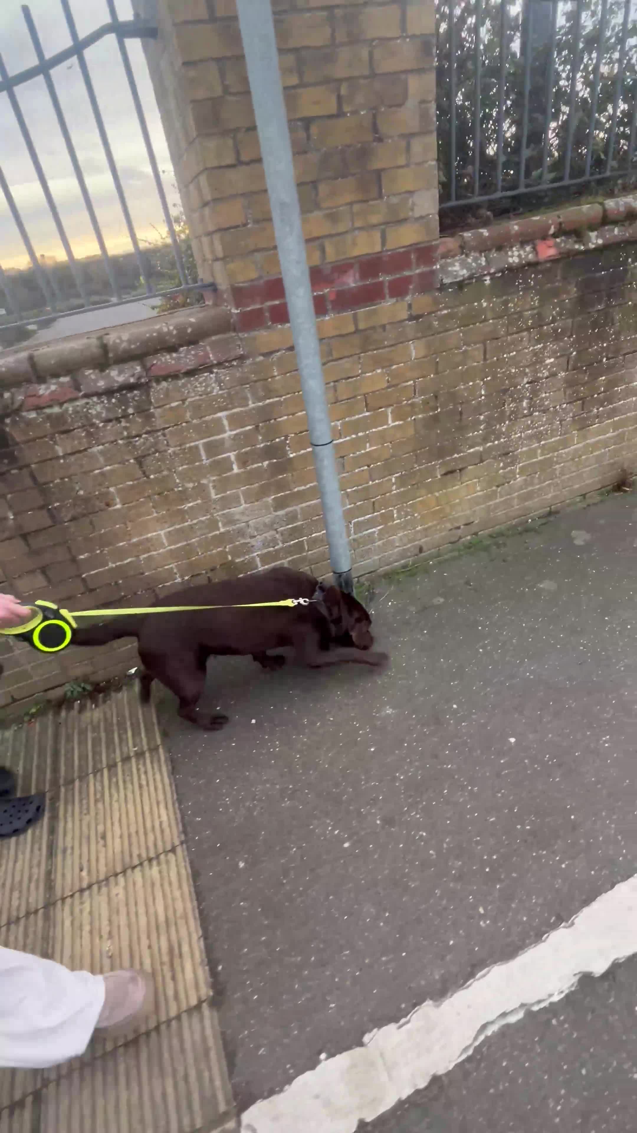Labrador Retriever dogs for stud: KC Registered chocolate Labrador stud - Video 1