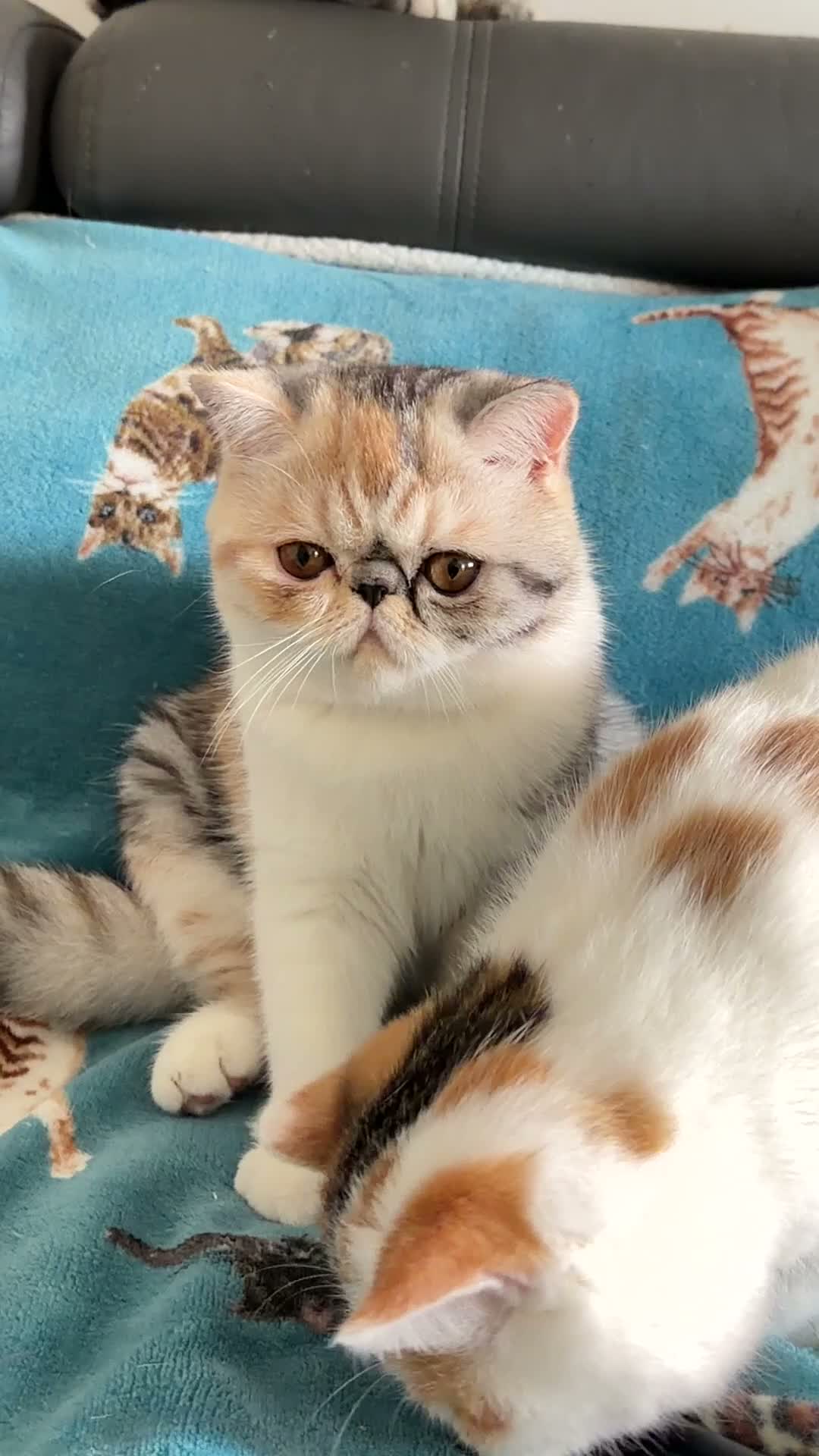 Exotic cats for sale: Gorgeous GCCF reg. kittens from Champions parents  - Video 1