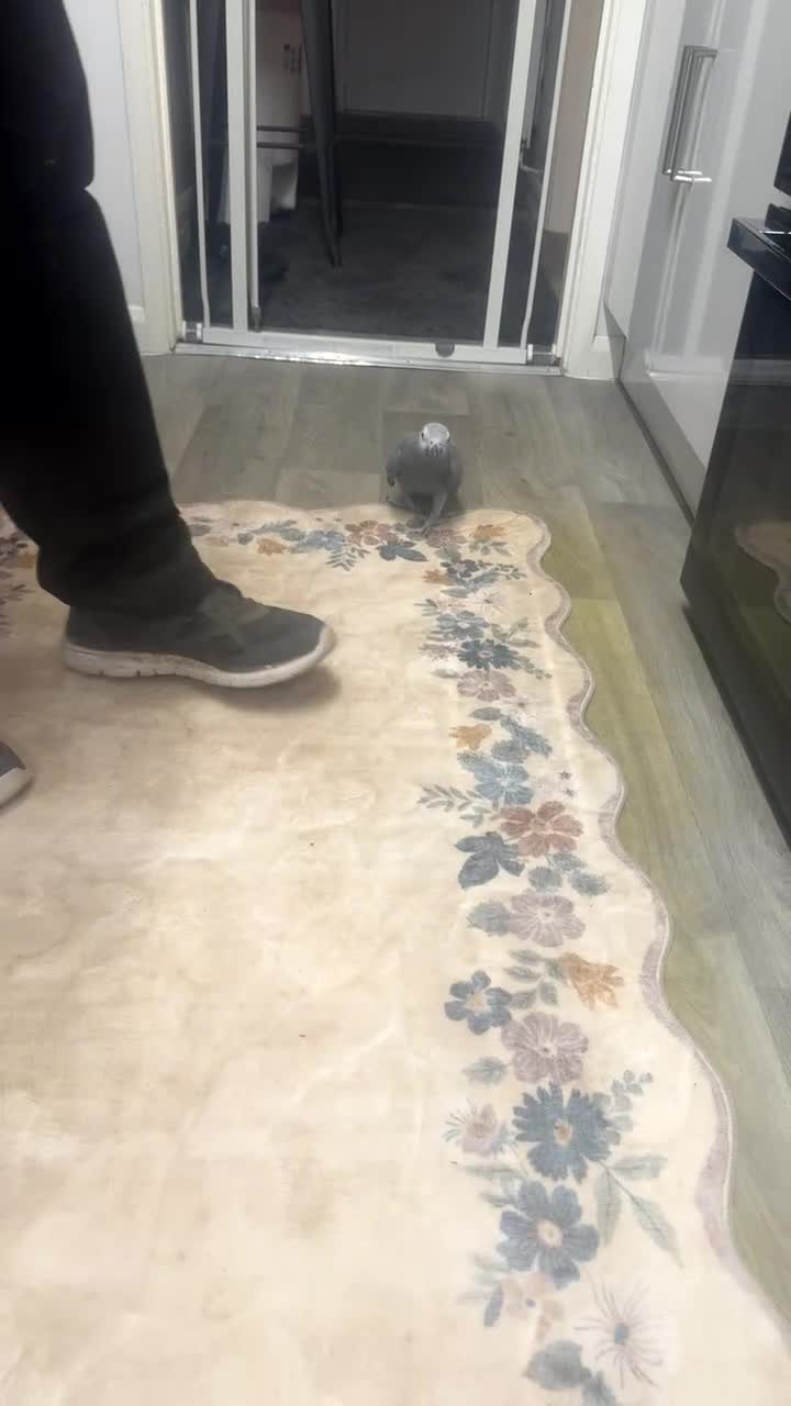 Parrots birds for sale: African grey - Video 1
