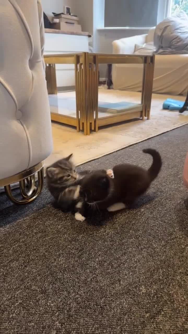 Mixed Breed cats for sale: 🐱4 fluffy male kittens🐱 - Video 2