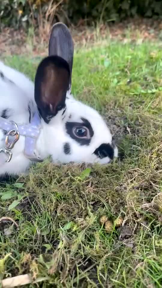 English Spot rabbits for sale: English x Dutch rabbit for sale  in Doncaster - Video 1