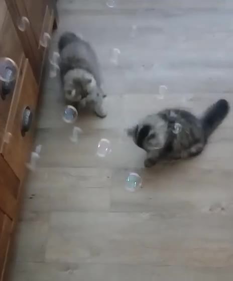 Persian cats for sale: Pedigree Registerd kitten - Video 1