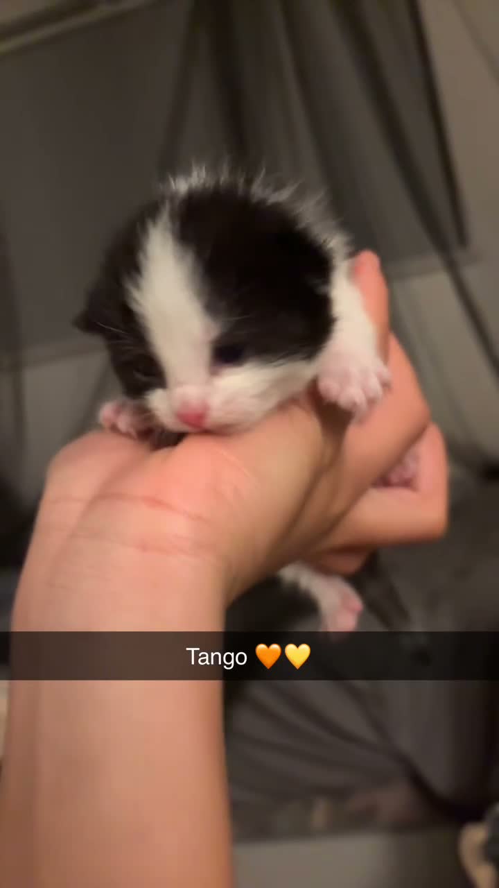 Mixed Breed cats for sale: Baybie  - Video 2