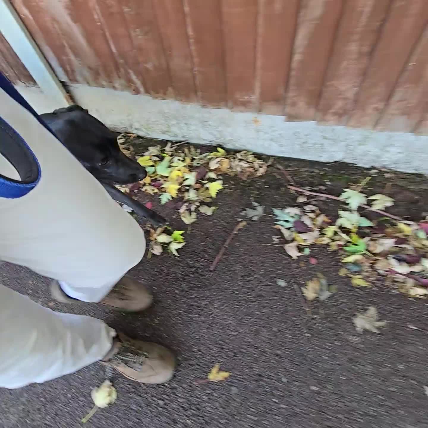 Labrador Retriever dogs for sale: Highly Trained Labrador  - Video 5