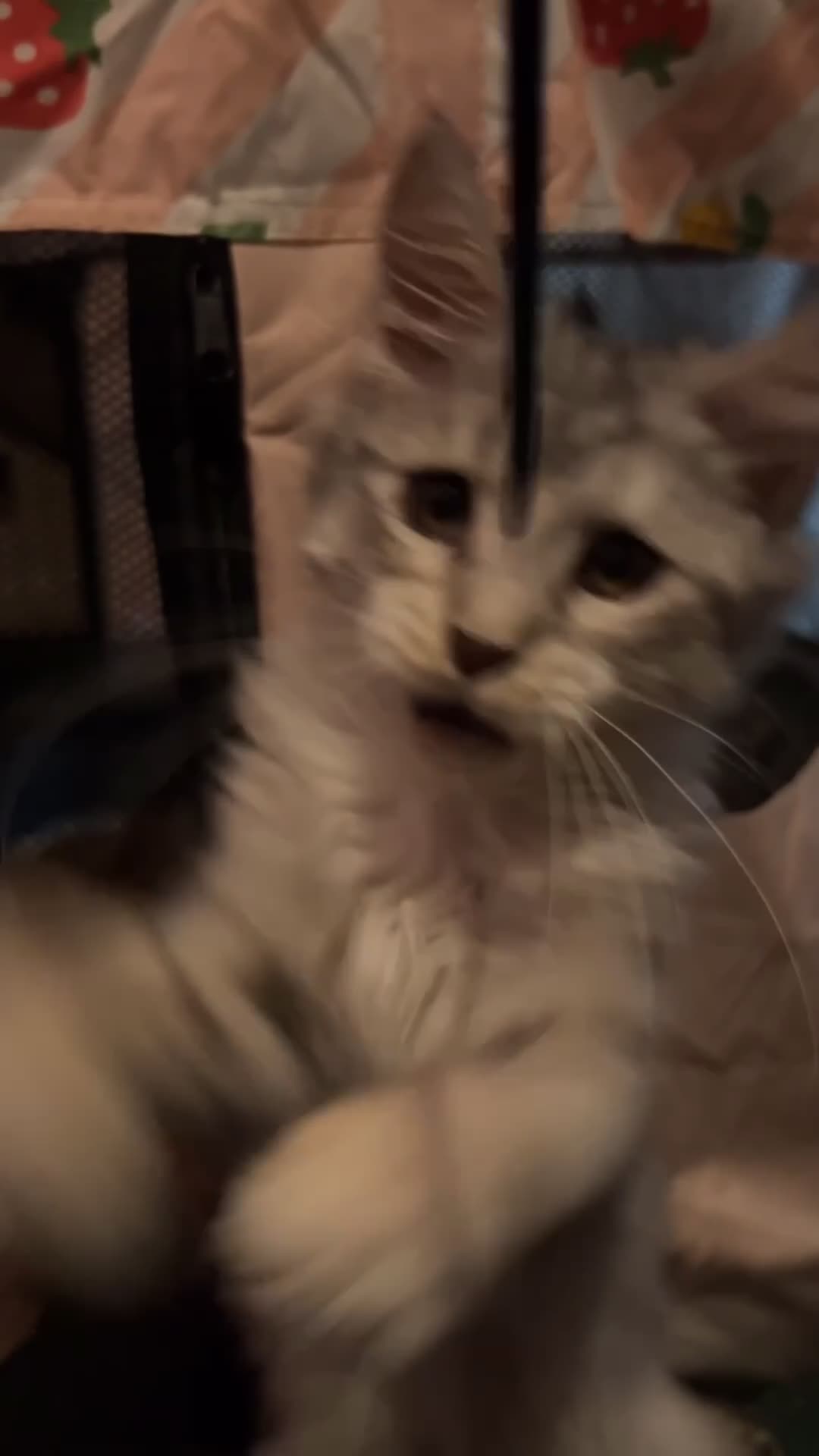 Maine Coon cats for sale: Russian XL Maine coons  - Video 2