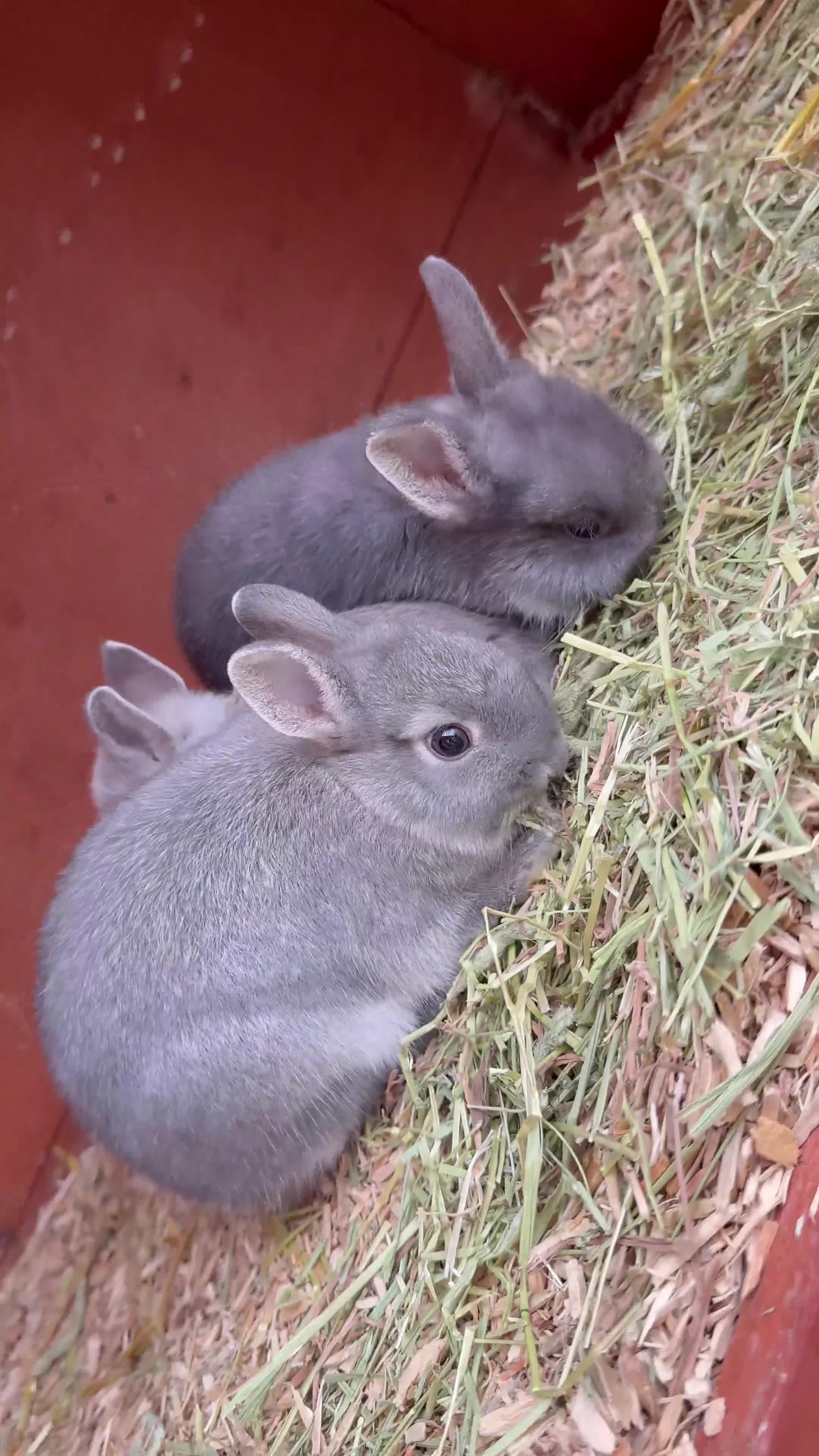 Netherland Dwarf rabbits for sale:     🐰 Quality BRC Ringed Netherland Dwarf Bucks🐰 - Video 1