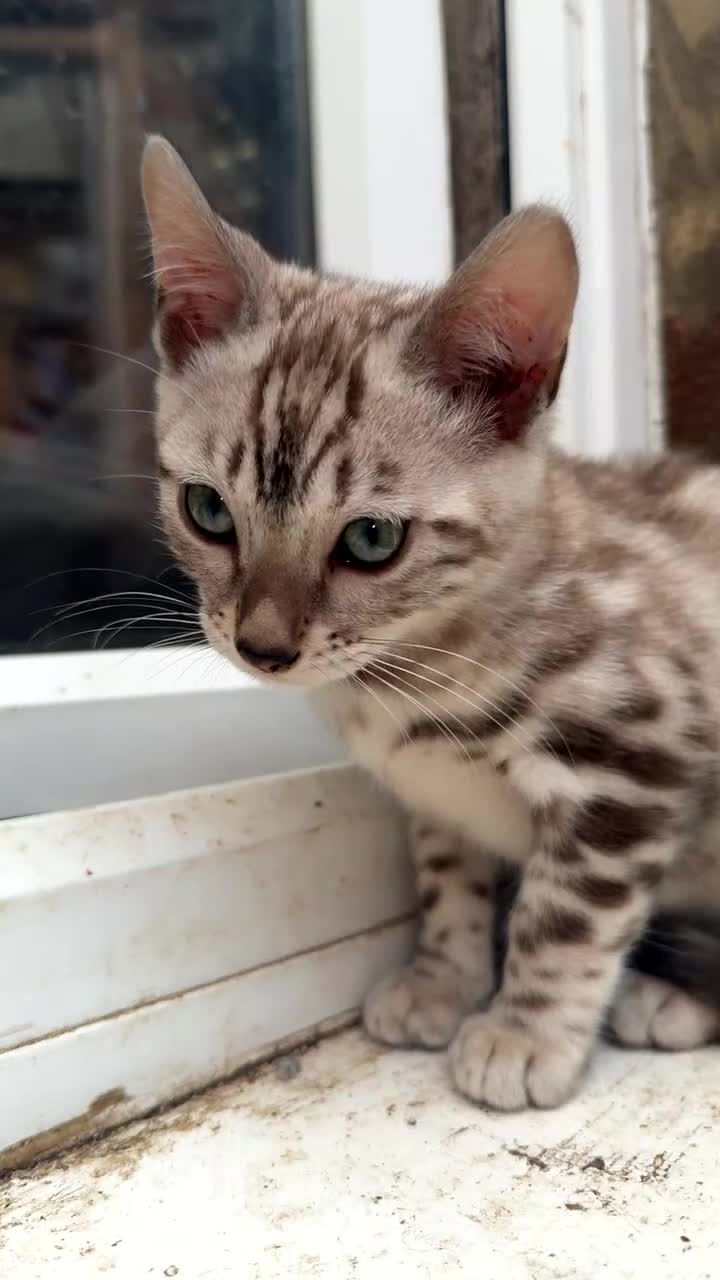 Bengal cats for sale: Bengal kittens two boys left brown rosette  - Video 1
