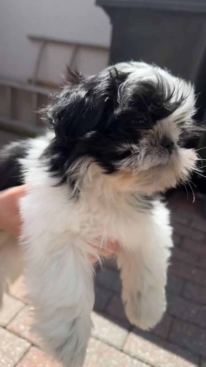 Shih Tzu dogs for sale: Black and white girl shitzu in Blackpool - Video 3