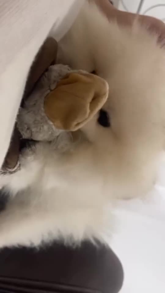 Pomeranian dogs for sale: 2,5 kg Teddy Bear face pomeranian  - Video 1