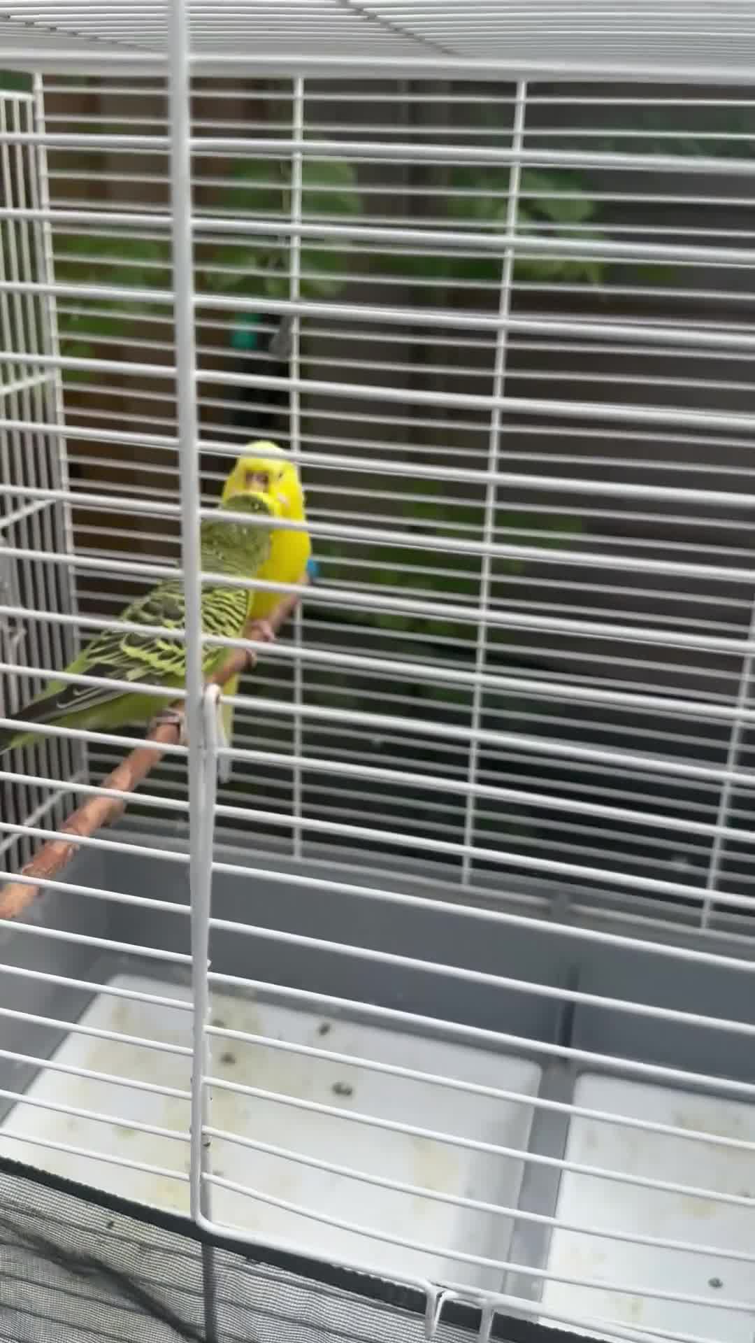 Budgerigars birds for sale: Manchester M43 7NS - Video 1