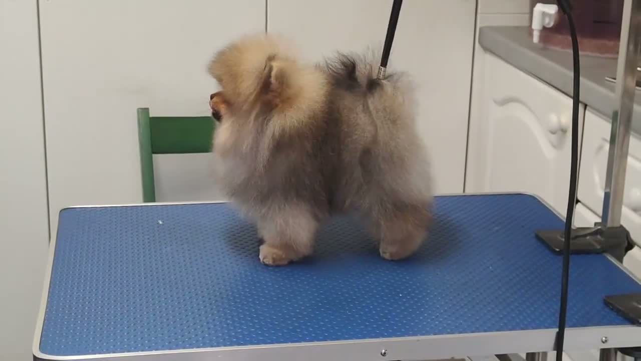 Pomeranian dogs for sale: Incredibly fluffy Pom puppies  - Video 3