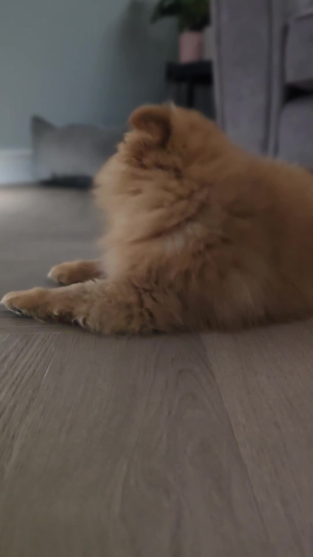 Pomeranian dogs for sale: Pomeranian puppy - Video 1