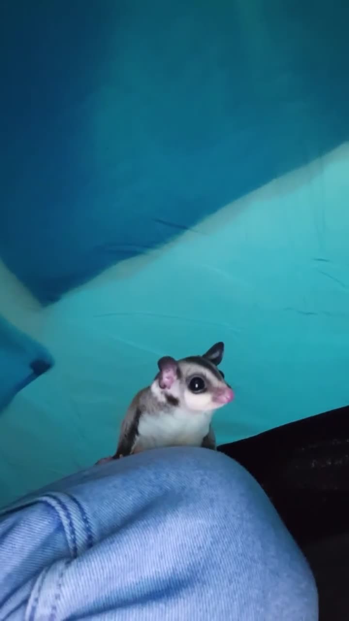 Sugar Glider rodents for sale: 2 female sugar gliders for sale - Video 3