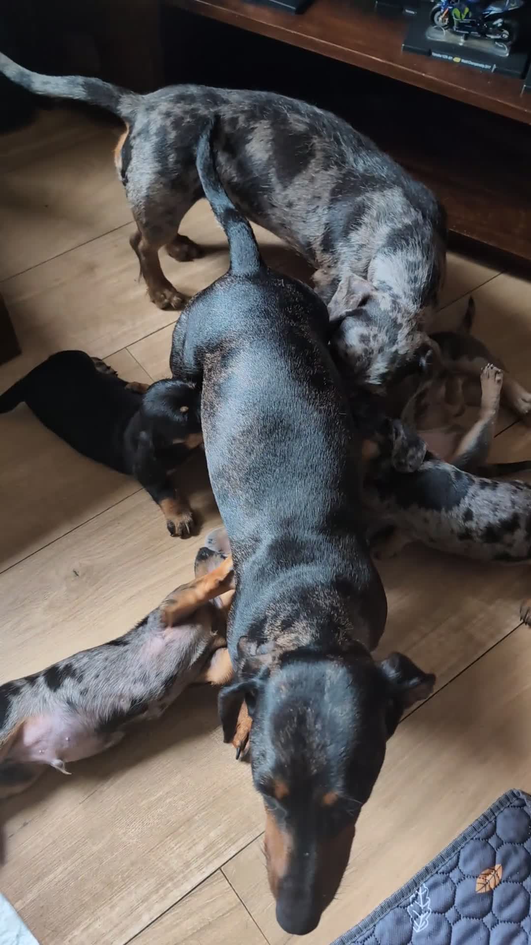 Dachshund dogs for sale: Miniature dachshund  - Video 1