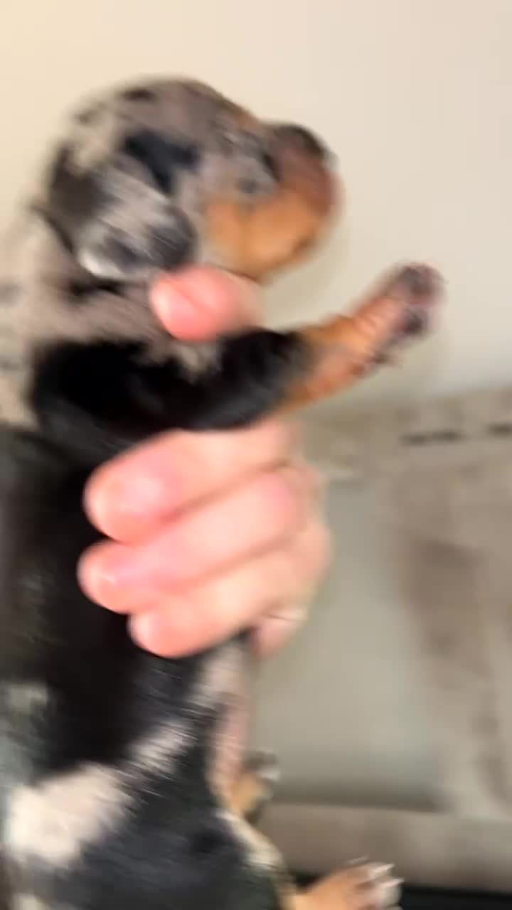 Miniature Dachshund dogs for sale: Miniature dachshund puppies for sale - Video 3